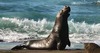 Marine Mammal Center